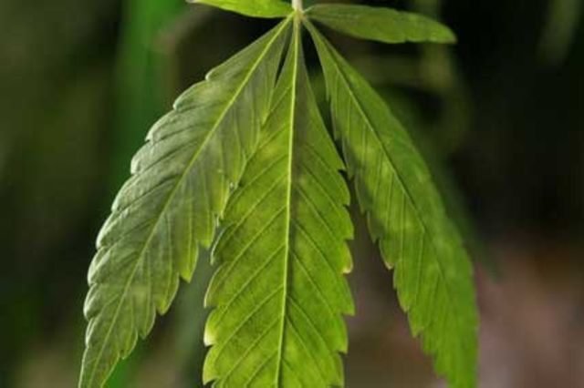 Sclérose en plaques: le cannabis atténue la raideur musculaire