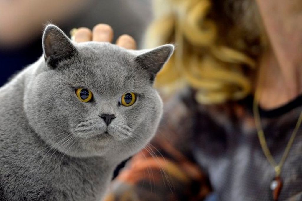 Faune Seul Un Animal De Compagnie Sur Dix Est Assur En Suisse 24