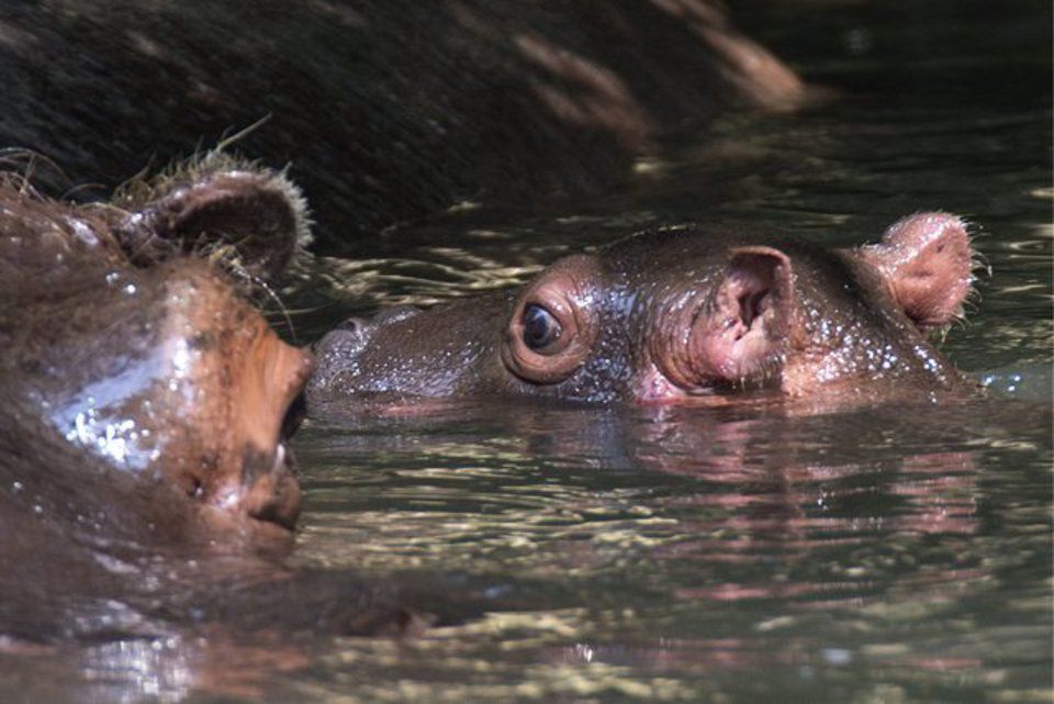 Un Bebe Hippopotame Est Ne Au Zoo De Bale Tribune De Geneve