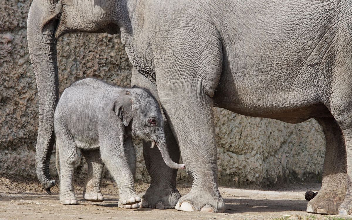 Elefant mit Nachwuchs