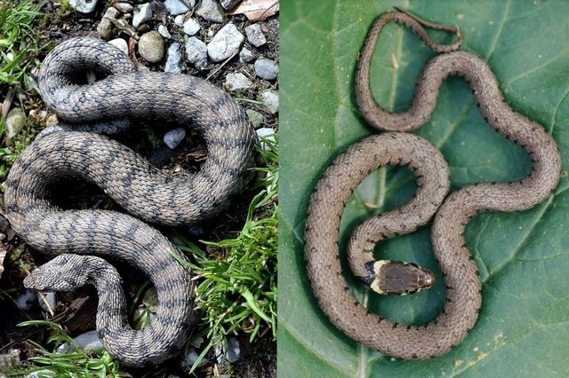 A Russin On Apprend A Cohabiter Avec Les Serpents Tribune De Geneve