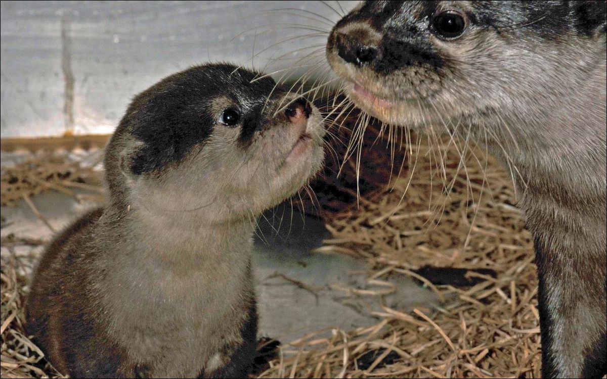 La Chaux De Fonds Ne Un Bebe Loutre Inattendu Au Zoo Minutes