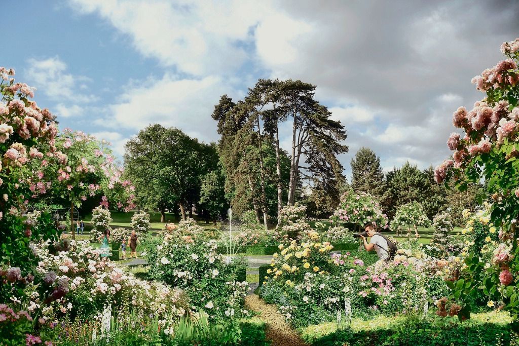 Une roseraie  biologique va rena tre au parc La Grange 