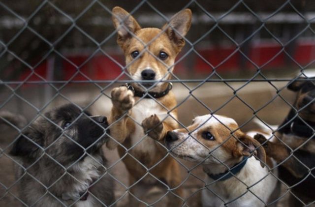 Suisse Toujours plus d'animaux dans les refuges 24 heures