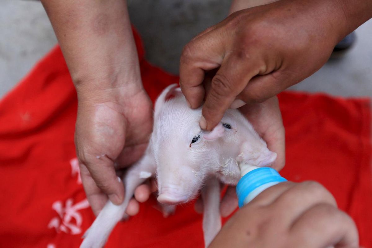 Chine Un Bebe Cochon A Deux Tetes Trouve A Tianjin Minutes