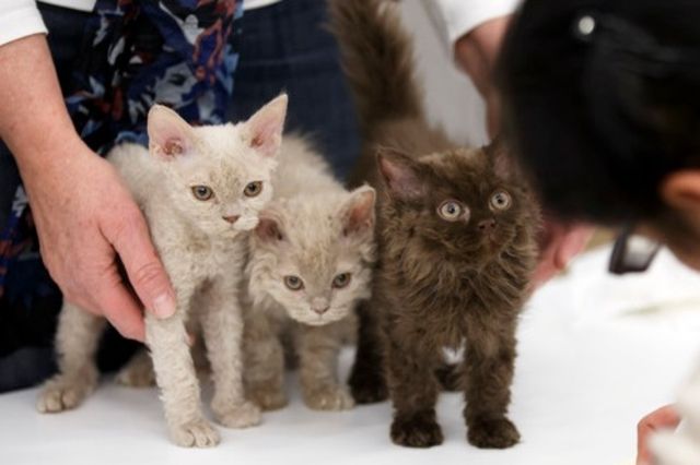 Suisse Le chat reste l'animal de compagnie préféré