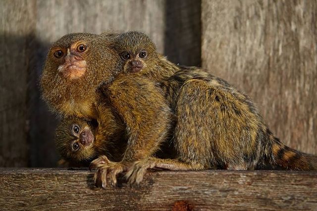 Australie Arretes Apres Avoir Vole Des Singes Dans Un Zoo Le Matin