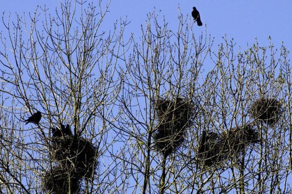 Im Februar 2013 entfernte die Stadt Bern im Nordquartier 99 Krähennester.