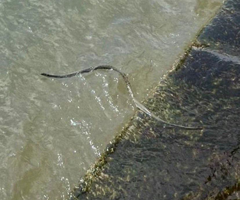 Reptil sorgt für Schreckmoment – Schlange schwimmt das Kleinbasler Rheinbord entlang - Vimarsana News