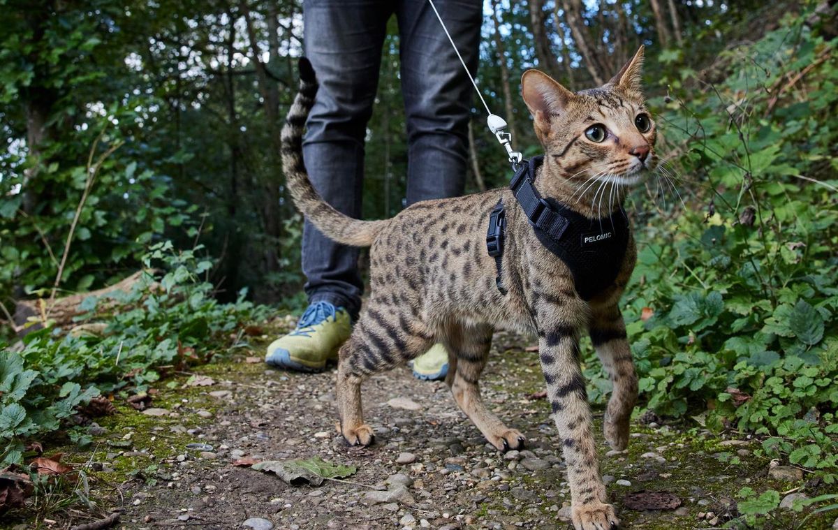 chat sexe deuil la barre