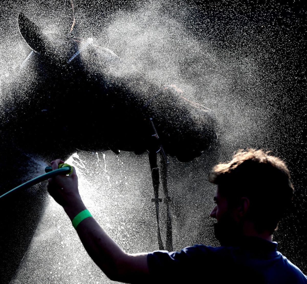 Rennpferd wird abgeduscht