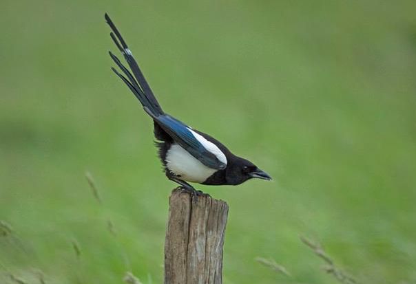 Als der natürliche Lebensraum der Elster schwand, wanderte sie in die Städte.