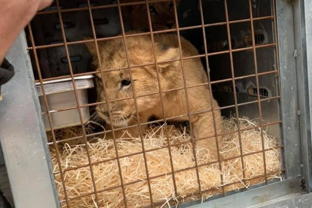Sauvetage Pres De 200 Animaux De Ferme En Peril Le Matin