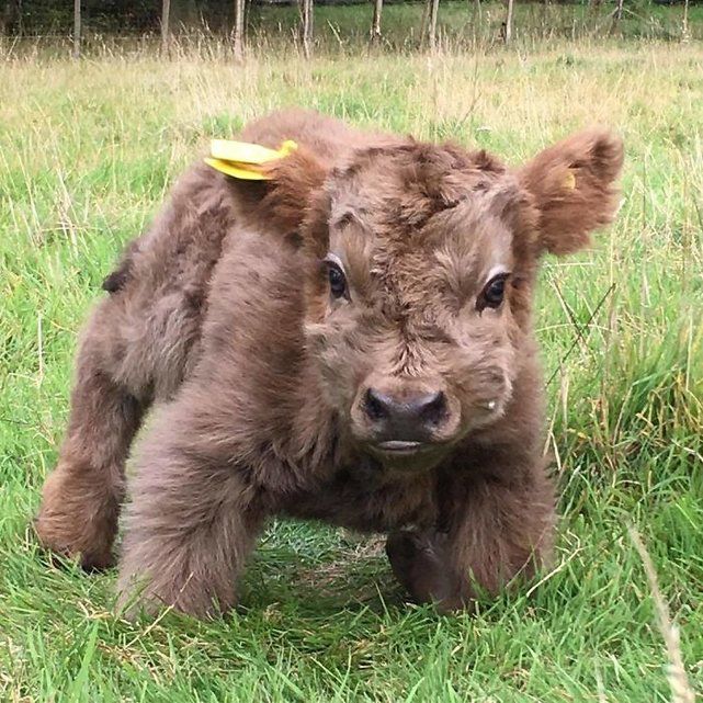 Tendresse Adorables Bebes Des Highlands Le Matin