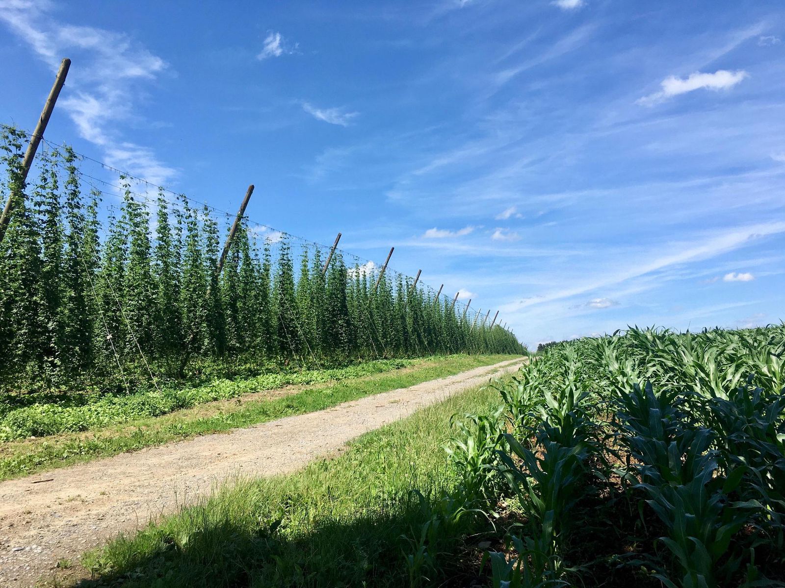 Sweet Home Besuch Auf Einer Hopfenfarm Wo Der Geschmack Von Bier Herkommt Tages Anzeiger