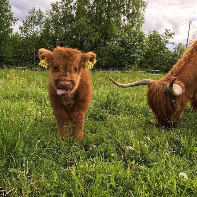 Tendresse Adorables Bebes Des Highlands Le Matin