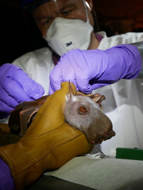 Der Virusforscher Vincent Munster untersucht einen Hammerkopf-Flughund.
