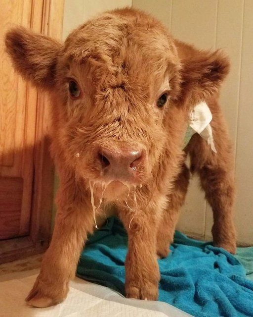 Tendresse Adorables Bebes Des Highlands Le Matin