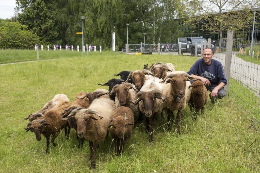 Succes Ils Louent Des Moutons Tondeurs Le Matin