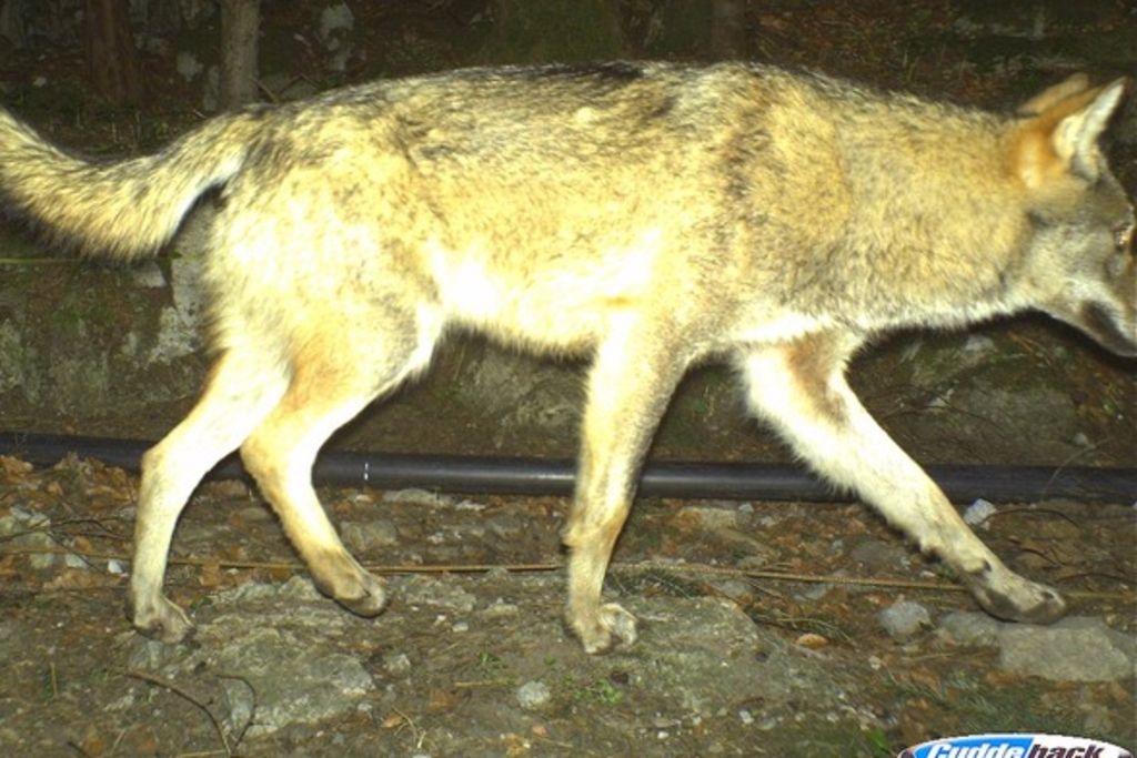 Chasse Un Loup A Ete Abattu Dans Le Canton D 39 Uri Tribune De Geneve