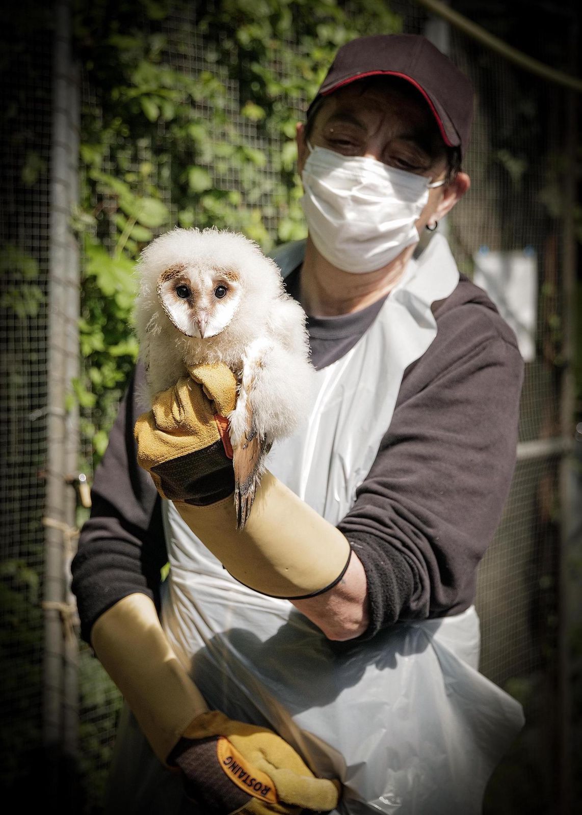 Faune Sauvage Les Bebes Rapaces Sont Des Proies Faciles Pour Les Corneilles Tribune De Geneve Faune Sauvage Les Bebes Rapaces Sont Des Proies Faciles Pour Les Corneilles Tribune De Geneve