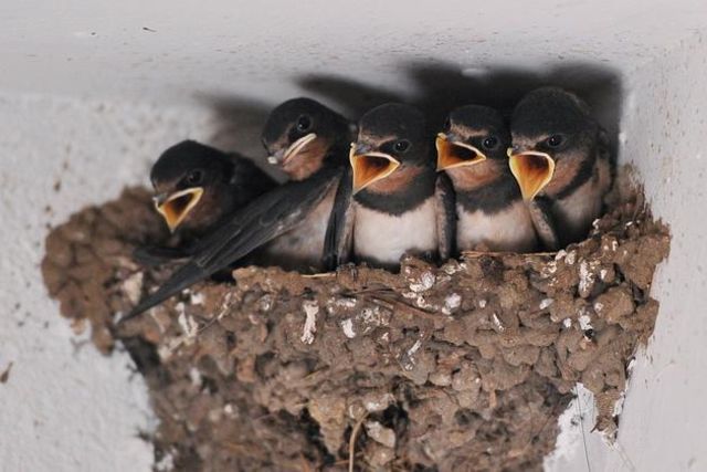 Climat Les Oiseaux Sont Ils Infideles En Raison De La Meteo 24 Heures