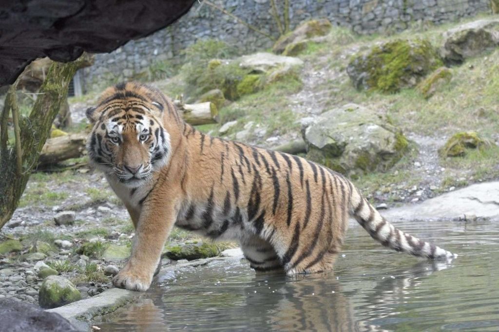 Tunisie Un Trafic De Bebes Tigres Blancs Mis En Echec 24 Heures