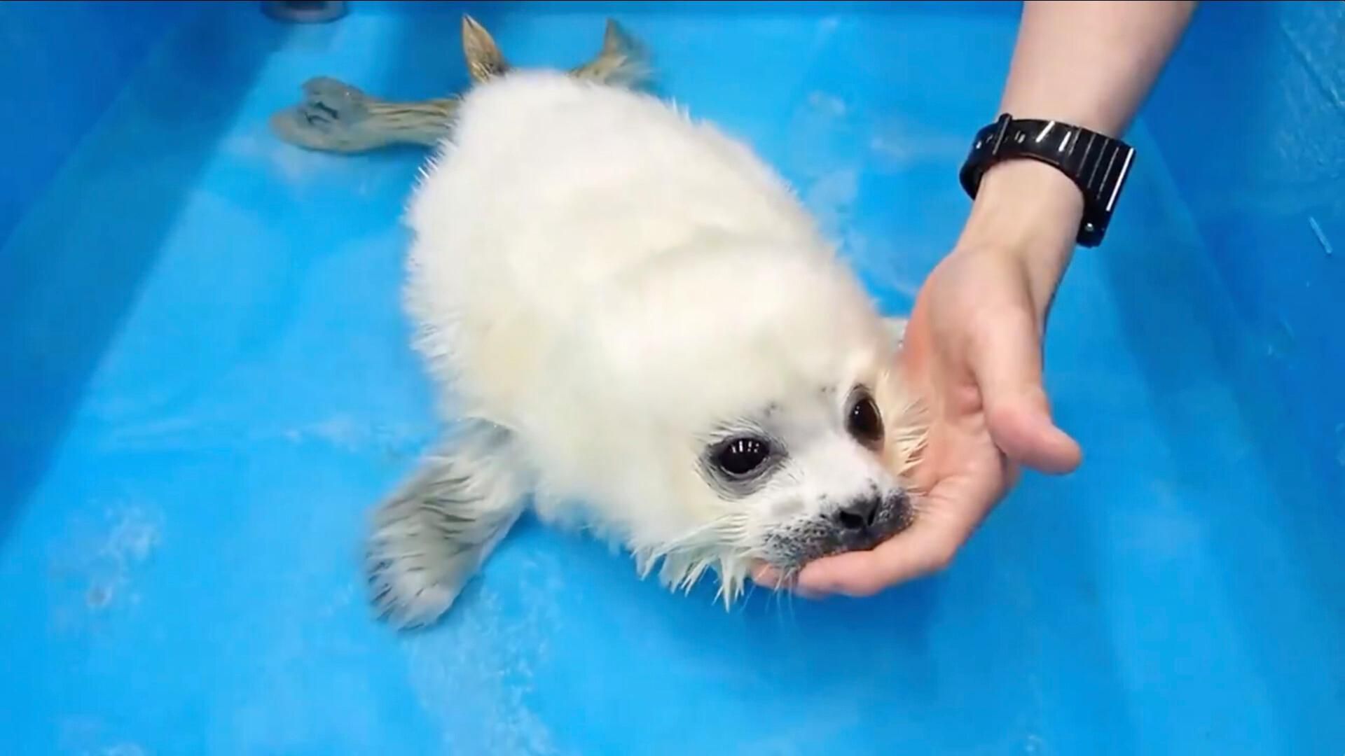 Japon Ce Bebe Phoque Apprend A Nager Pour La Premiere Fois De Sa Vie Minutes
