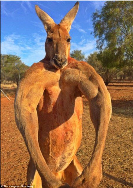 Australie Le Deces Du Kangourou Bodybuilde Suscite Une Vive Emotion Le Matin