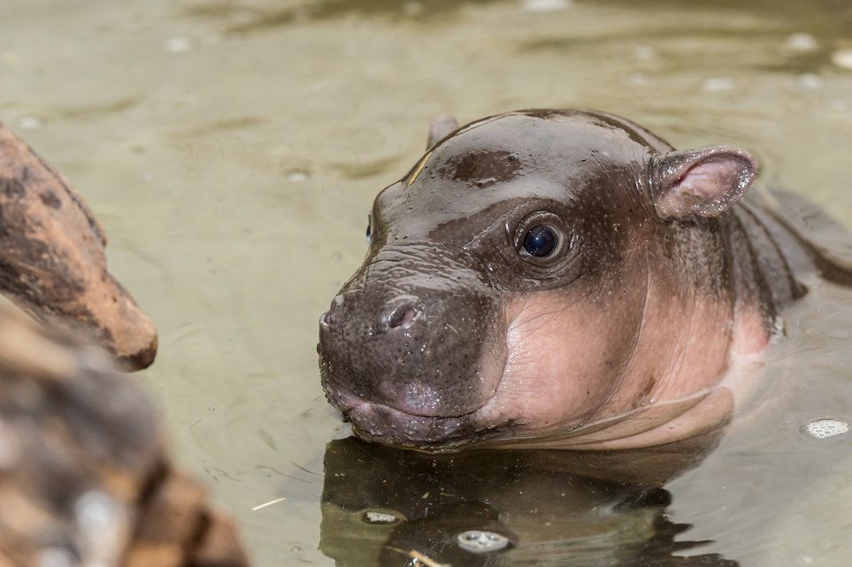 Naissance Le Zoo De Bale Accueille Un Hippopotame Nain Le Matin