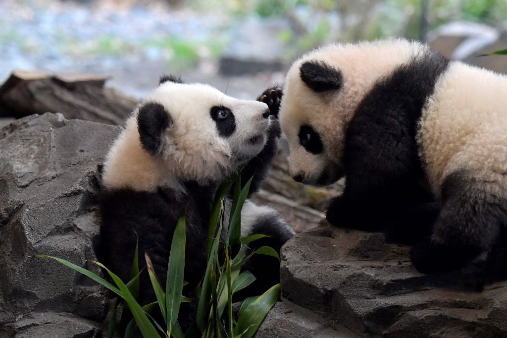 Taiwan Un Panda Geant Donne Naissance A Un Deuxieme Bebe 24 Heures