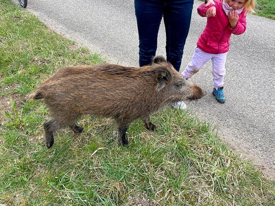Histoire Insolite Strong Un Jeune Sanglier Chou S Est Approche D Un Peu Trop Pres Strong 24 Heures
