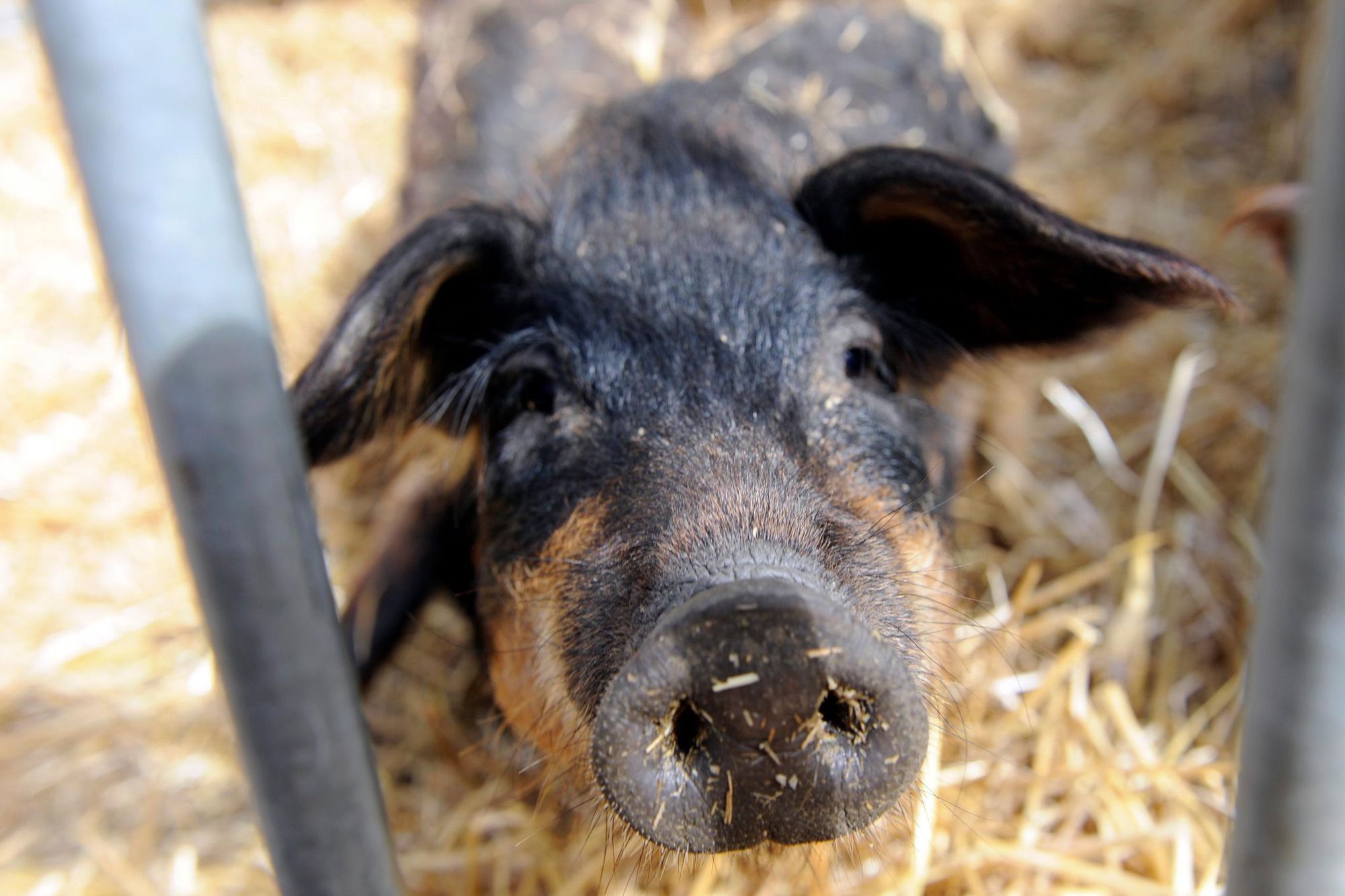 Enfant Blesse A La Garenne Le Cochon Laineux Est Affectueux Mais Glouton 24 Heures
