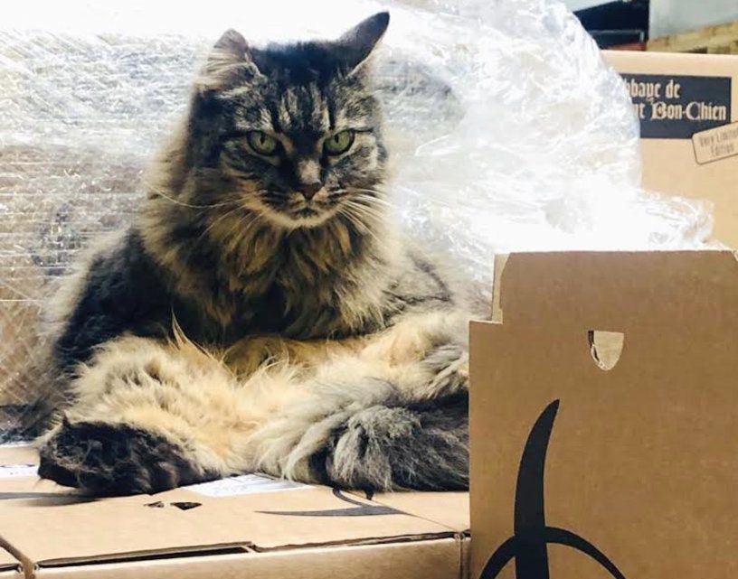 Jura Le Chat D Une Brasserie Est Devenu Un Totem Le Matin