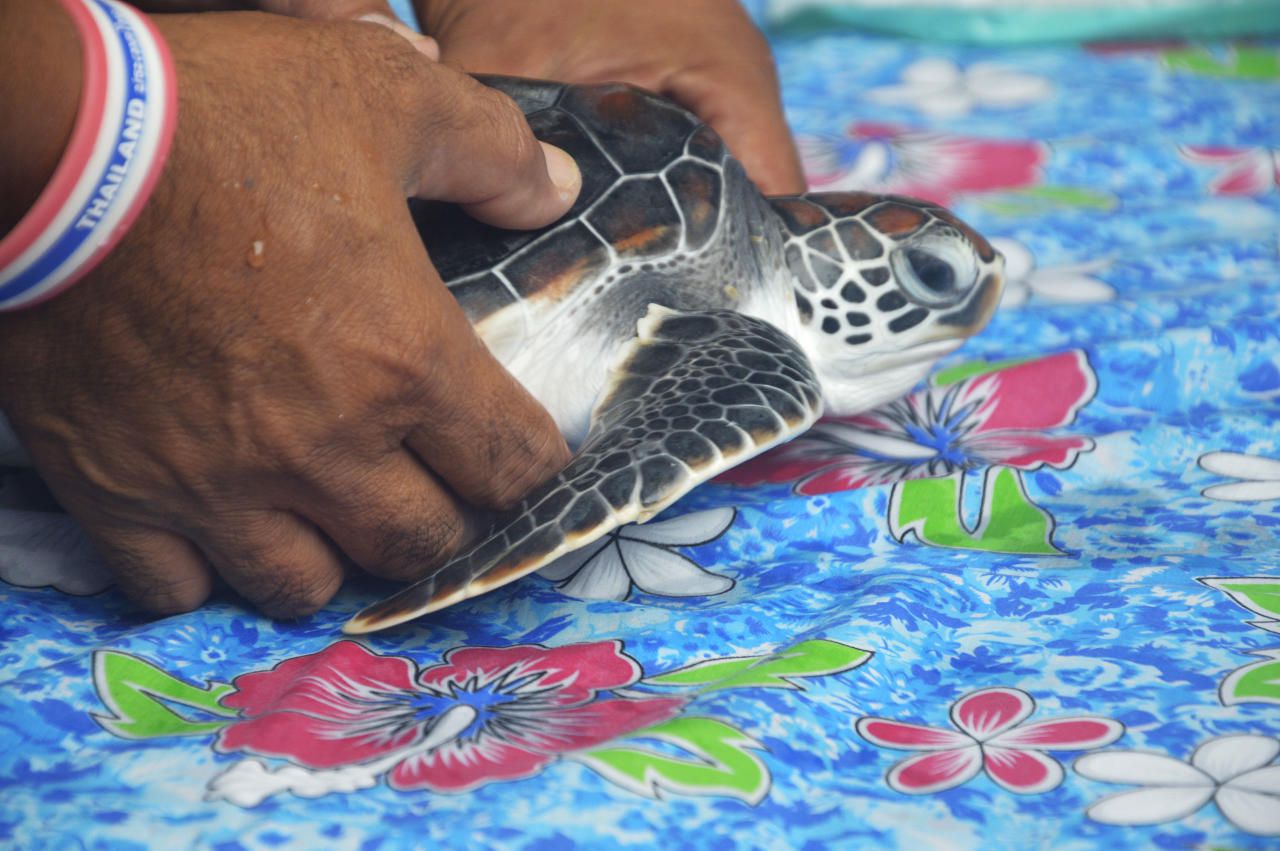 Khao Lak Auf Entdeckungsreise Mit Schildkrote Max Minuten