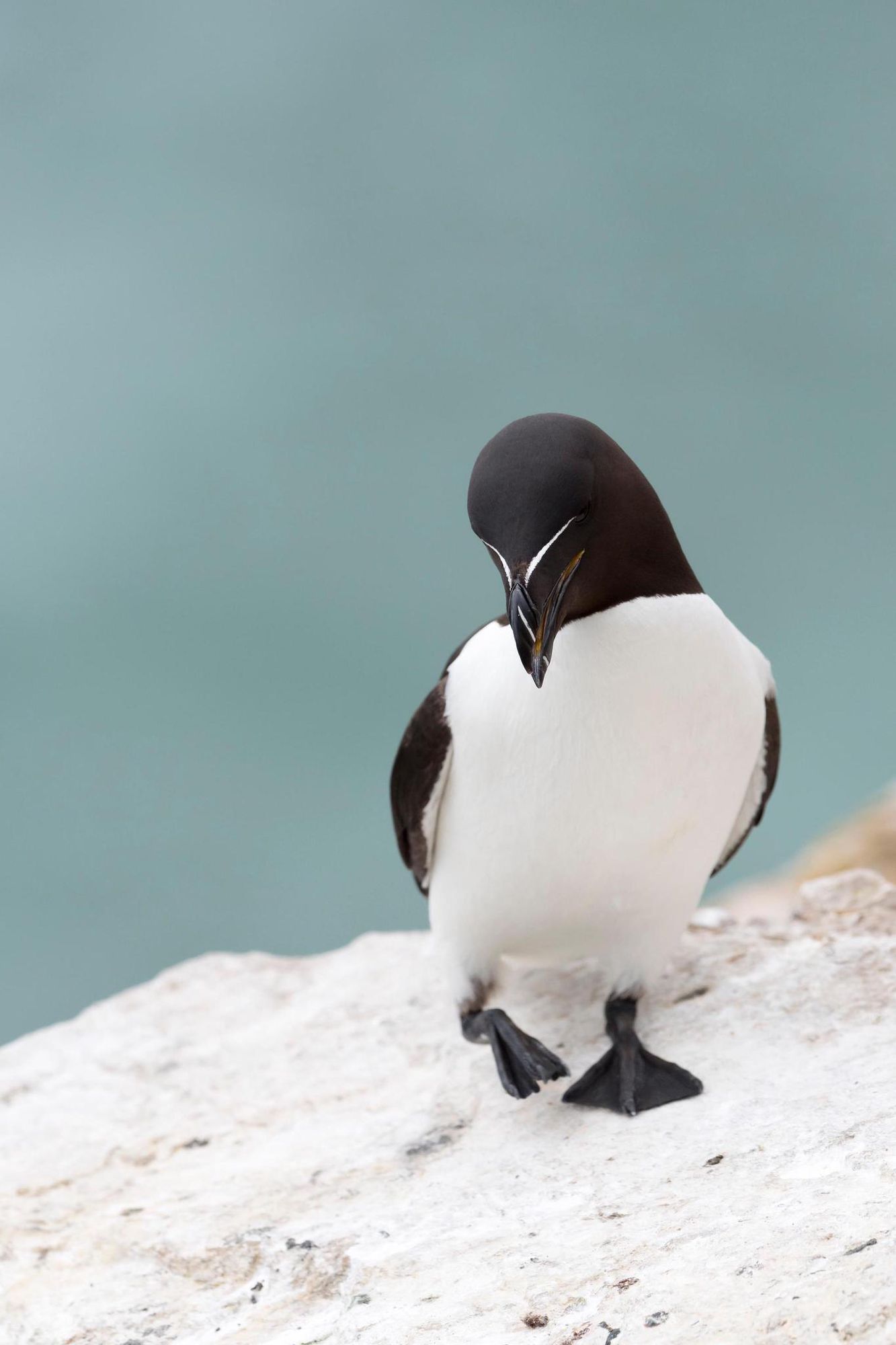 Faune Sauvage Les Bebes Rapaces Sont Des Proies Faciles Pour Les Corneilles Tribune De Geneve