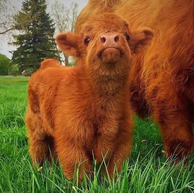Tendresse Adorables Bebes Des Highlands Le Matin