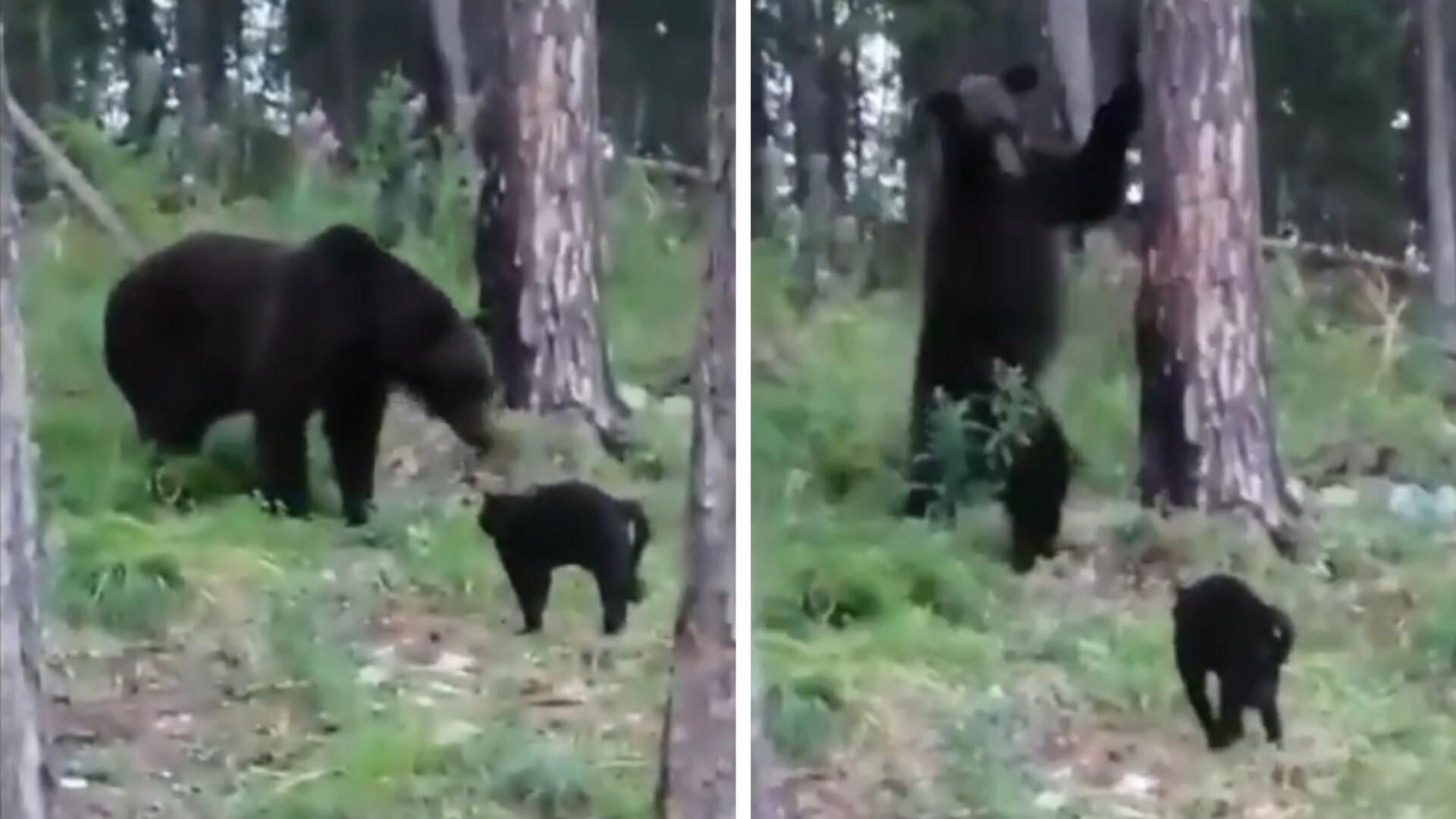 Russie Le Chat Vasiya Ne Se Laisse Pas Impressionner Par Un Ours Minutes