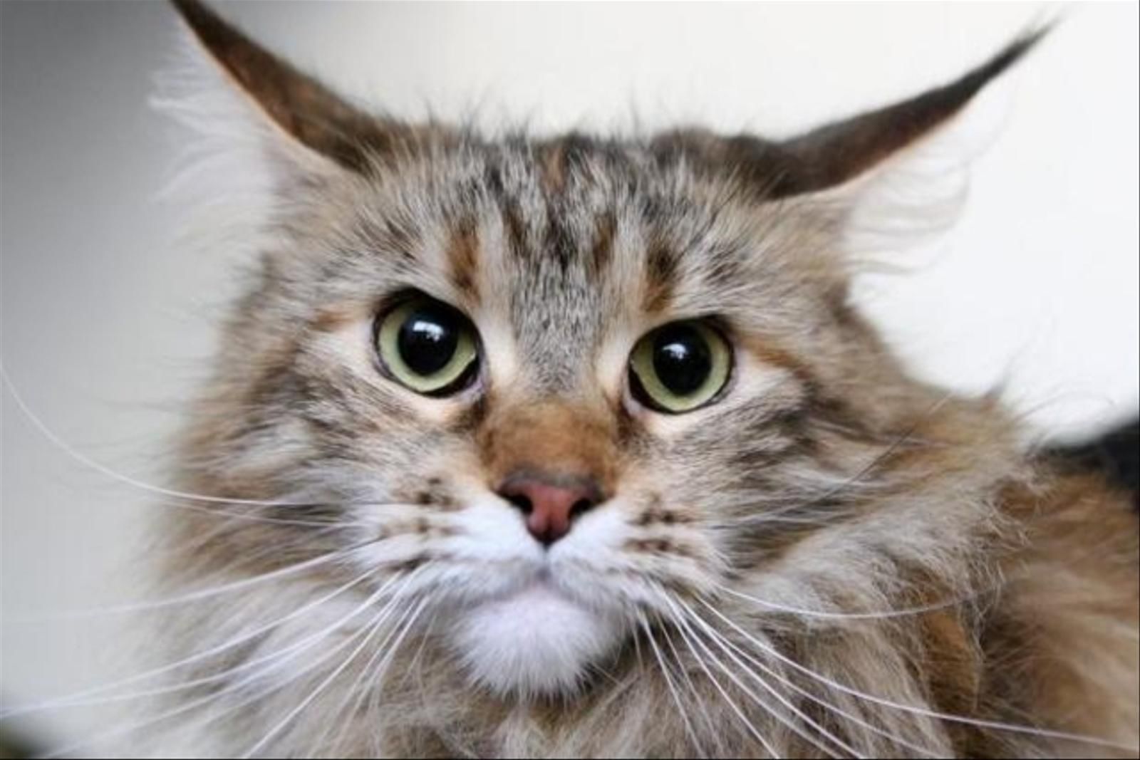 Animaux De Compagnie Les Chats Et Les Chiens Sont Un Luxe Superflu 24 Heures Animaux De Compagnie Les Chats Et Les Chiens Sont Un Luxe Superflu 24 Heures