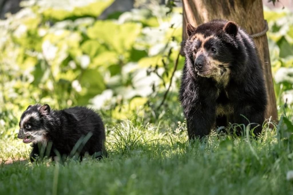 Naissance Le Zoo De Zurich Decouvre Son Ourson A Lunettes Le Matin