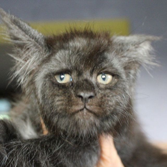 Bizarre Ce Chat A La Tete D Homme Captive Les Internautes Le Matin