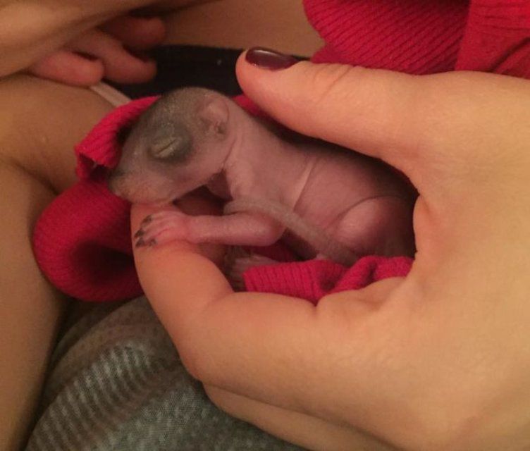 Sauvee Ils Retrouvent Un Nid D Ecureuil Dans Leur Lit Le Matin