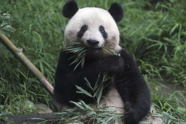 Etats Unis Naissance D Un Bebe Panda Au Zoo De Washington Tribune De Geneve