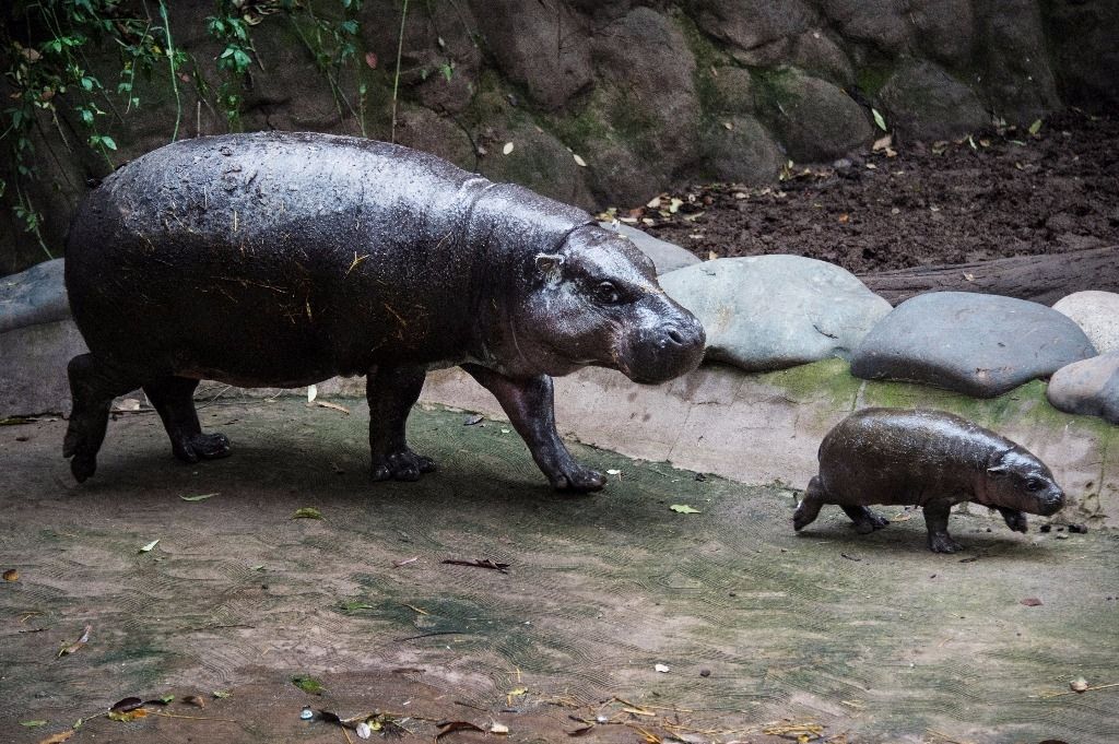 Chili Naissance D Un Bebe Hippopotame Nain Le Matin