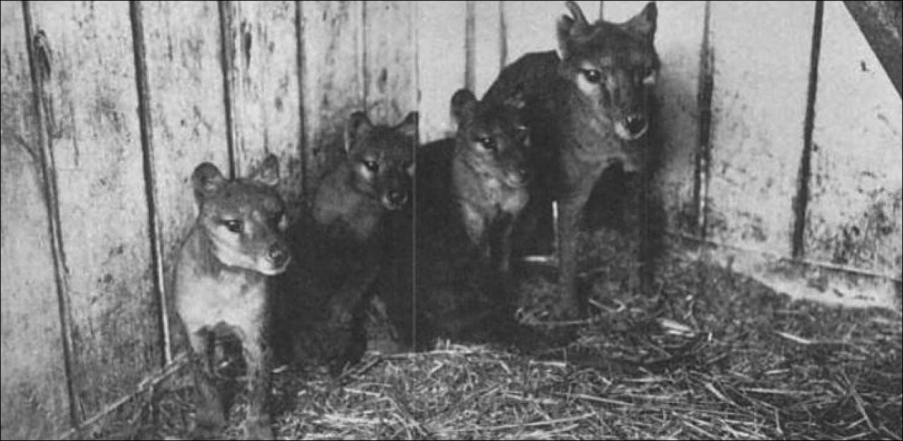 20min Ist Der Tasmanische Tiger Doch Nicht Ausgestorben