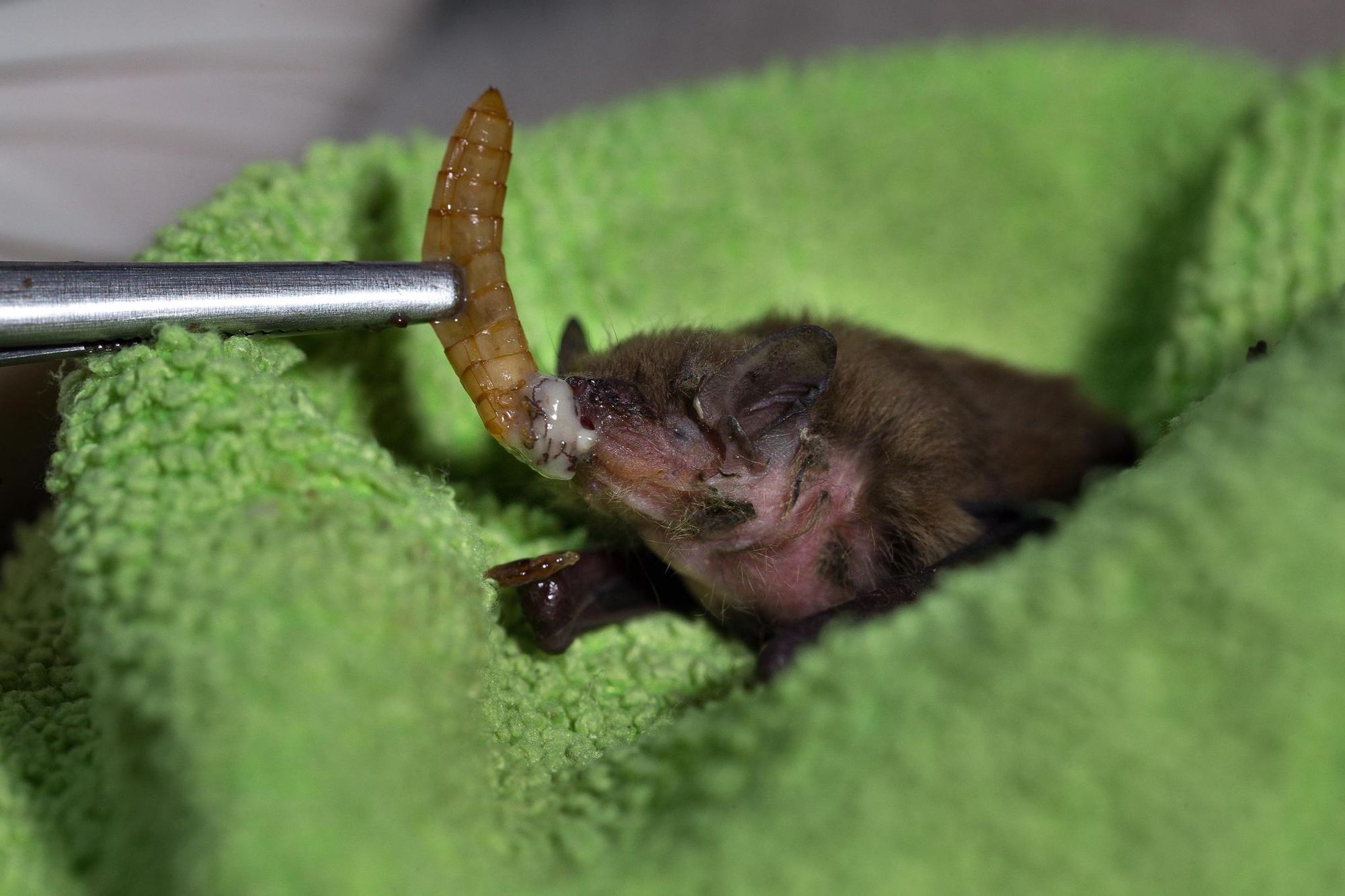 Abandonnes Par Leur Mere Les Bebes Chauves Souris Sont Victimes Des Intemperies Tribune De Geneve