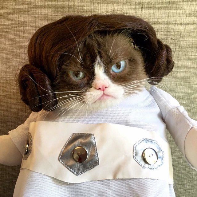 grumpy cat costume