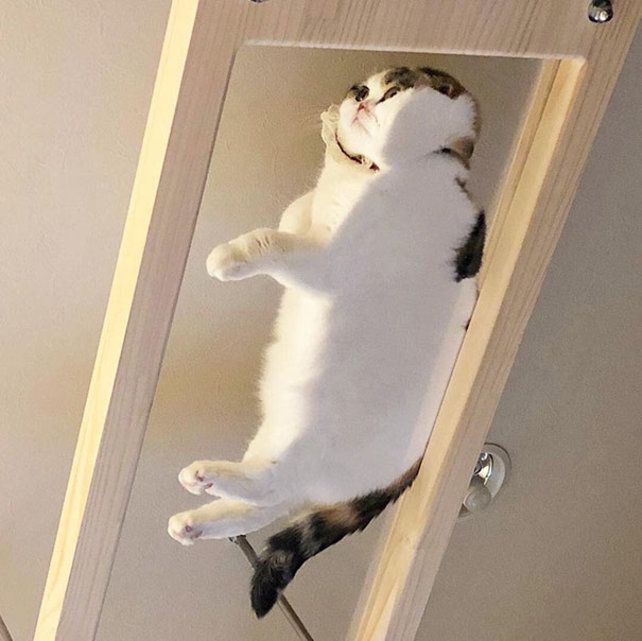 Galerie Photo Amis Des Chats Il Vous Faut Une Table En Verre Le Matin