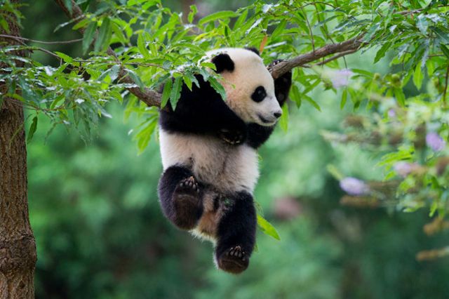 Etude Une Etude Explique Pourquoi Le Panda Mange Du Bambou Tribune De Geneve