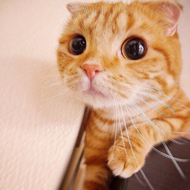 Craquant Le Chat Aux Grands Yeux De Shrek Existe Le Matin